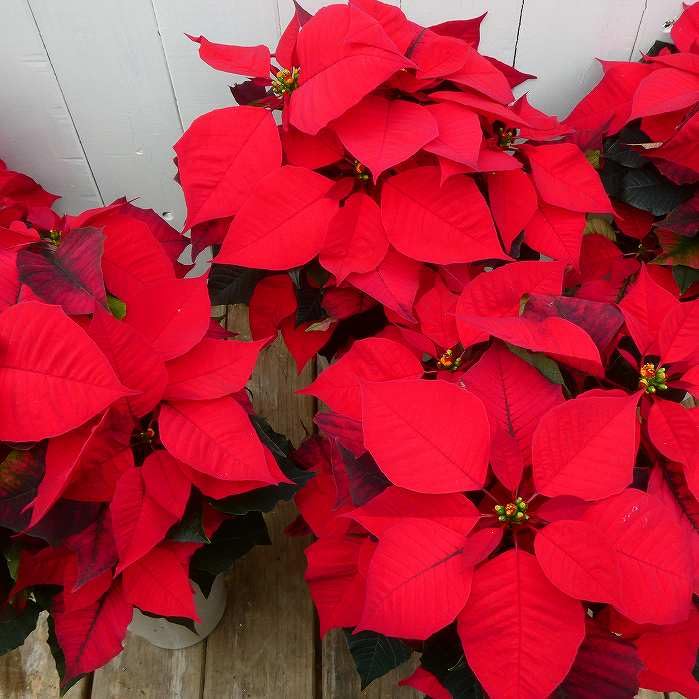 Amazon.co.jp: ポインセチア 4号鉢 クリスマスナイト 赤花 クリスマス